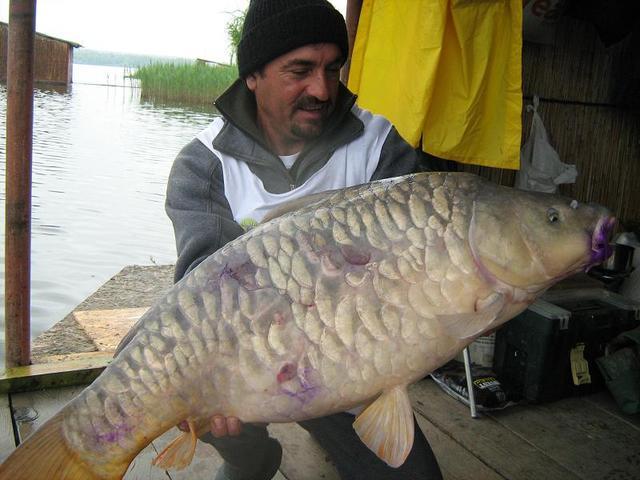 crapi tancabesti - img4138.jpg